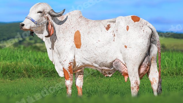 Lote em leilao em Brasil