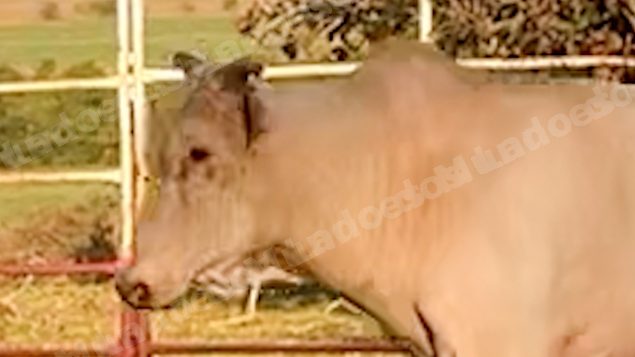 Lote em leilao em Sabino/SP