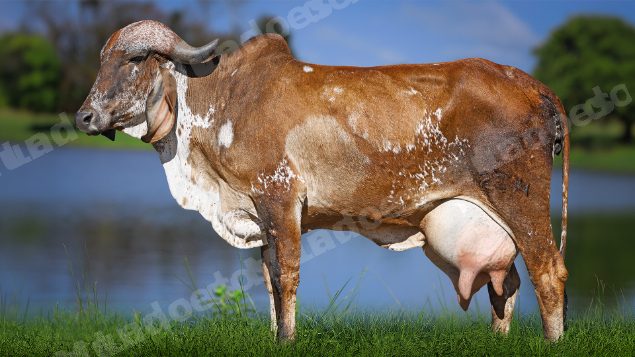 Lote em leilao em Carmo da Mata/MG