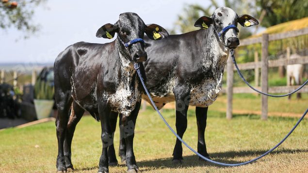 Lote em leilao em Brasil