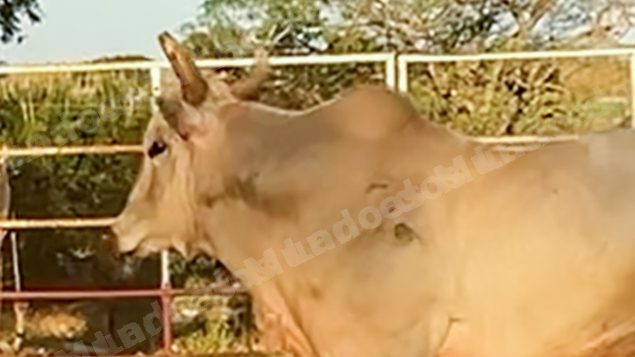 Lote em leilao em Sabino/SP