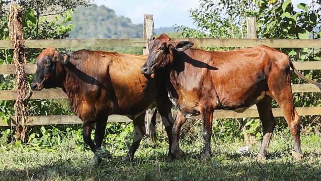 Terreno em leilao em Cachoeiras de Macacu/RJ