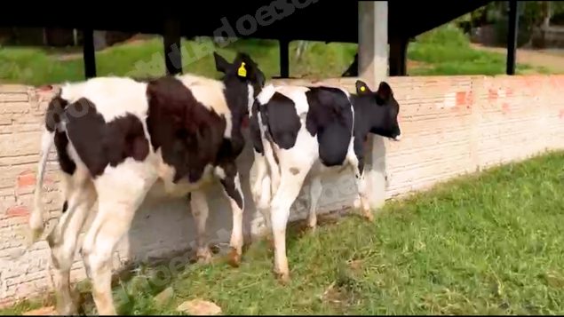 Lote em leilao em Silveiras/SP