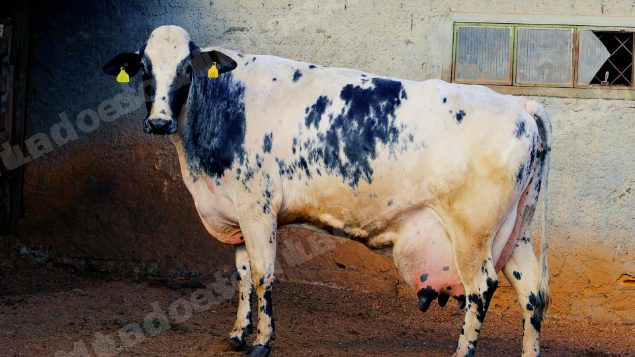 Lote em leilao em Cristalina/GO