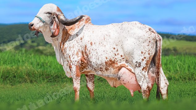 Veiculo em leilao em Brasil