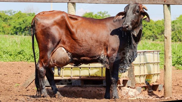 Lote em leilão em Jataí/GO - Lote 31