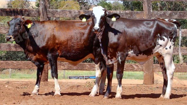 Lote em leilao em Cristalina/GO
