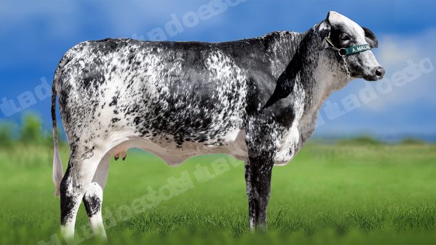 Lote em leilao em Miradouro/MG