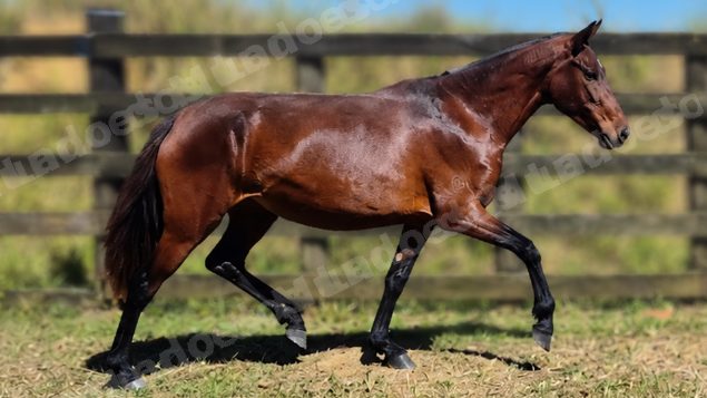 Lote em leilao em Brasil
