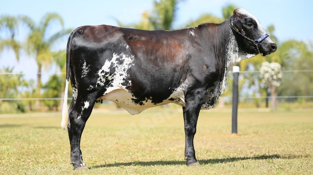 Lote em leilao em Brasil