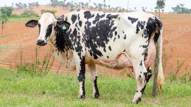 Lote em leilão em Dores do Indaiá/MG - Lote 19