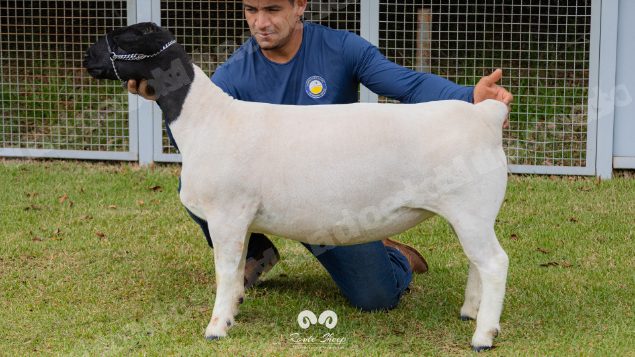 Lote em leilao em Brasil