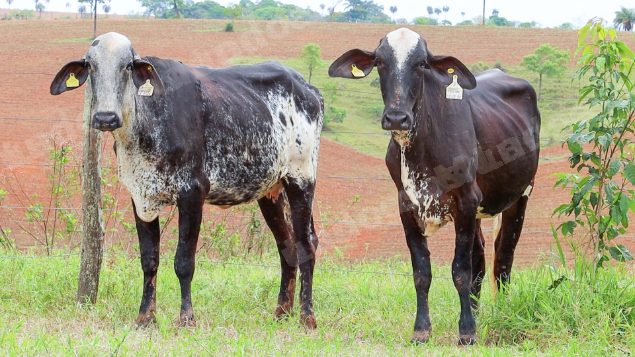 Lote em leilão em Dores do Indaiá/MG - Lote 20