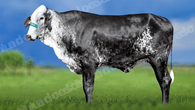 Lote em leilao em Miradouro/MG