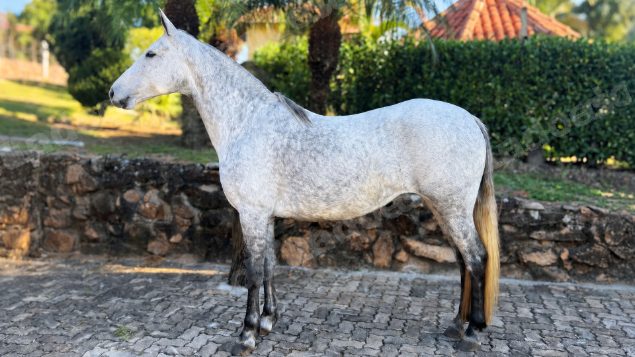 Lote em leilão em Brasil - Lote 353