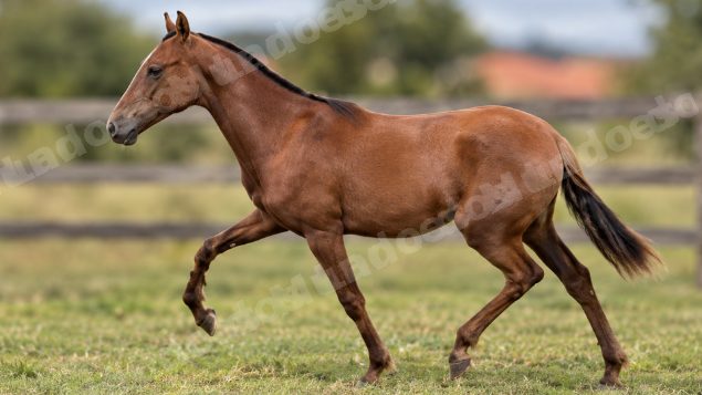 Lote em leilão em Brasil - Lote 354