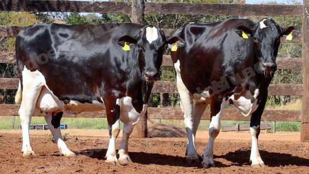 Lote em leilao em Cristalina/GO