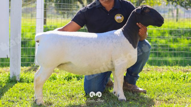 Lote em leilao em Brasil
