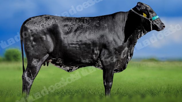 Lote em leilao em Miradouro/MG