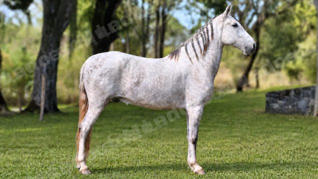 Lote em leilão em Brasil - Lote 355