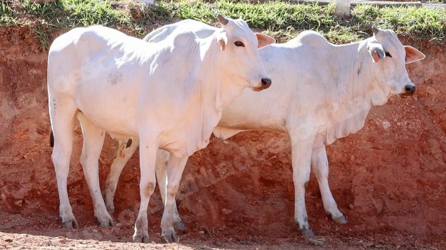 Lote em leilao em Pratápolis/MG