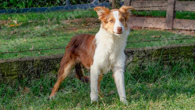 Lote em leilão em Pirapozinho/SP - Lote 13