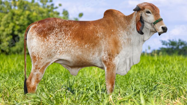 Lote em leilão em MS