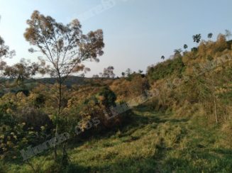 Imóvel rural em leilão em Minas/MG - Lote 7