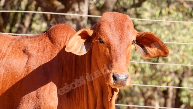 Lote em leilao em Planaltina/GO