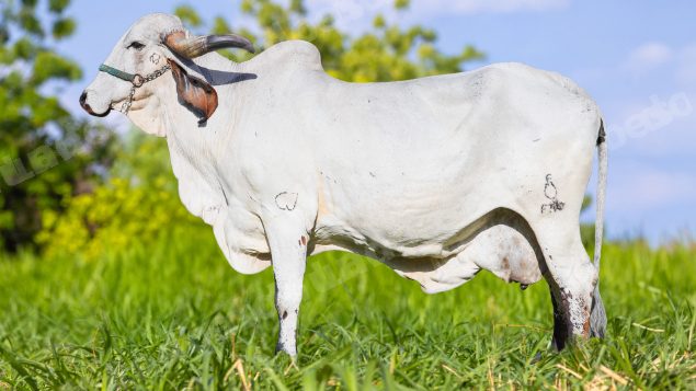 Lote em leilão em Brasil - Lote 358