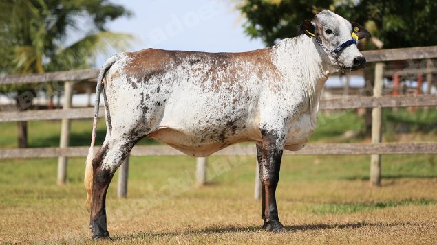 Lote em leilao em Brasil