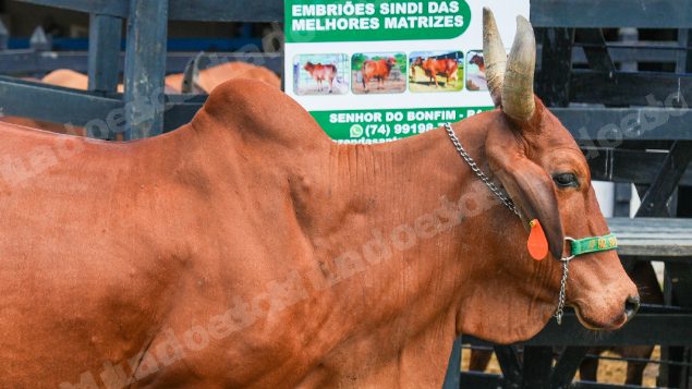 Lote em leilao em Brasil - Lote 1128