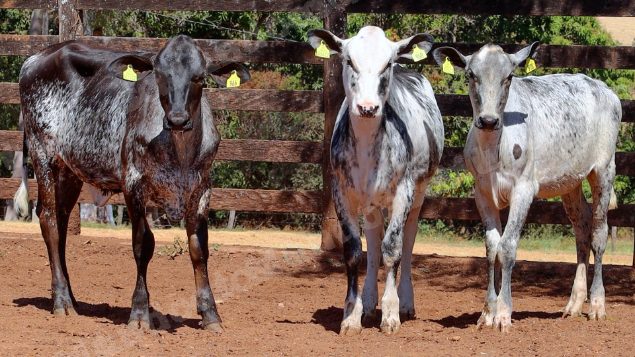 Lote em leilao em Cristalina/GO