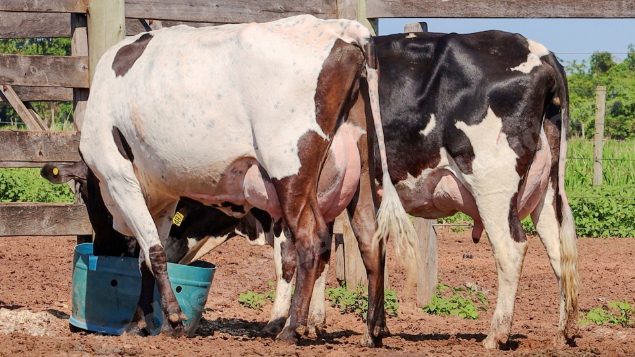 Lote em leilão em Jataí/GO - Lote 32