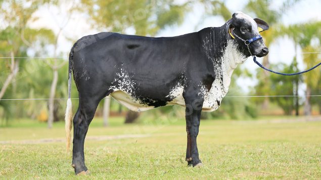 Lote em leilao em Brasil