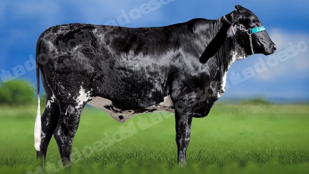 Lote em leilao em Miradouro/MG