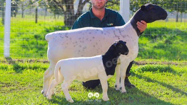 Lote em leilao em Brasil