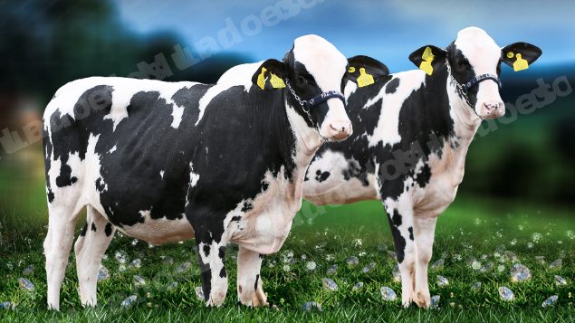 Lote em leilão em Brasil - Lote 90