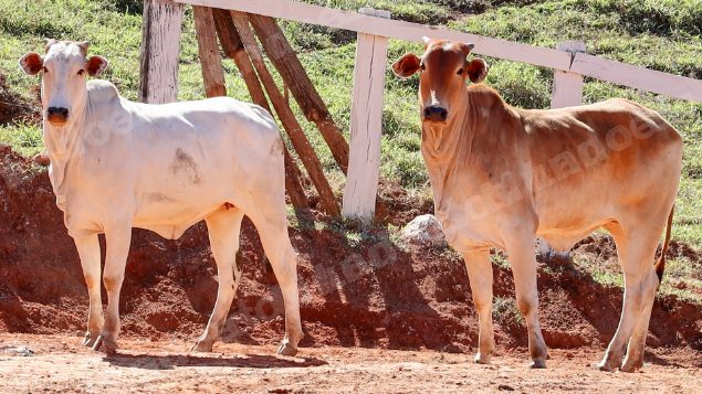 Lote em leilao em Pratápolis/MG