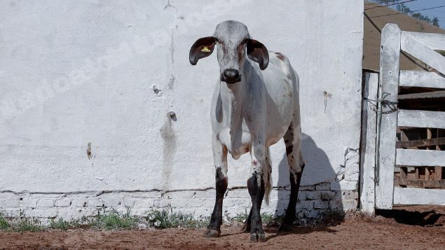 Lote em leilao em Silveiras/SP