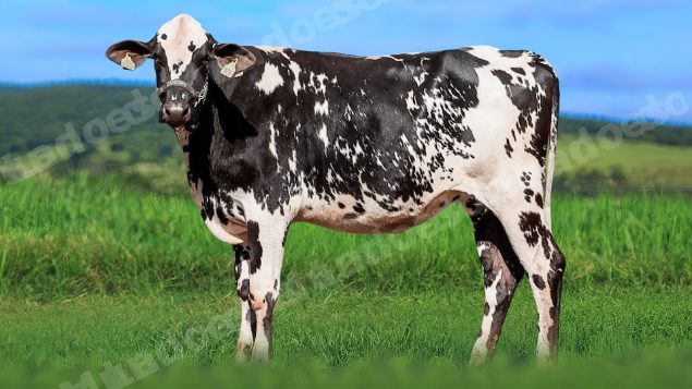 Lote em leilao em Álvares Florence/SP