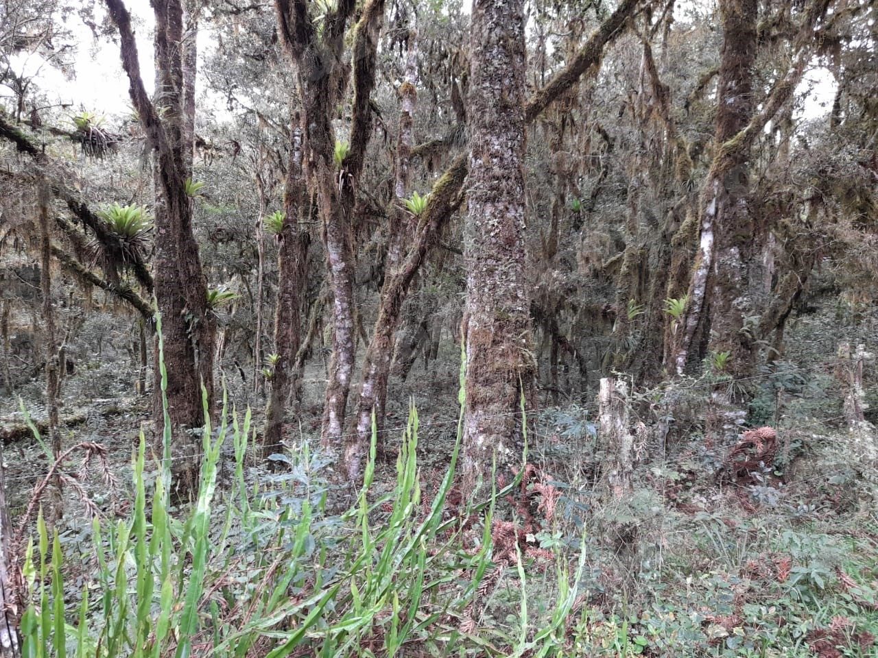 Terreno em leilao em São Francisco de Paula/RS