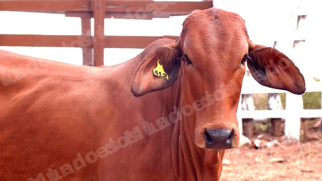 Lote em leilao em Brasil