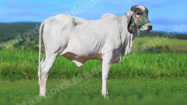 Lote em leilao em Brasil