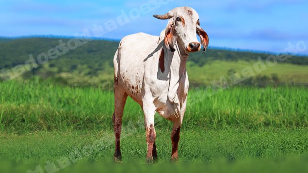 Lote em leilao em Álvares Florence/SP
