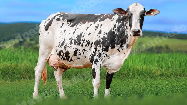 Lote em leilao em Álvares Florence/SP