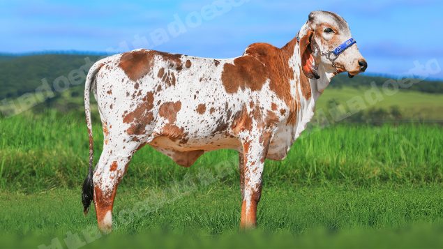 Lote em leilao em Brasil