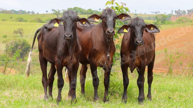 Lote em leilão em Dores do Indaiá/MG - Lote 21