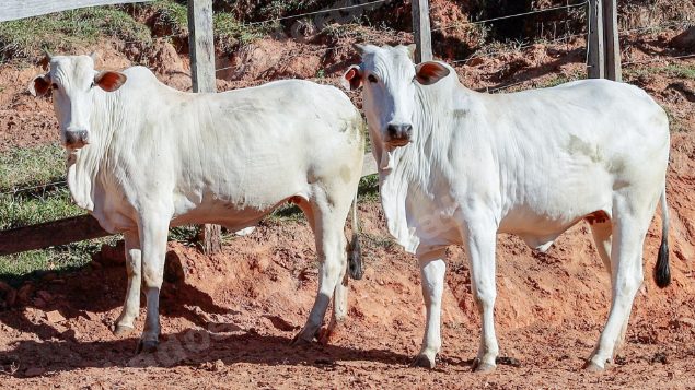 Lote em leilao em Pratápolis/MG