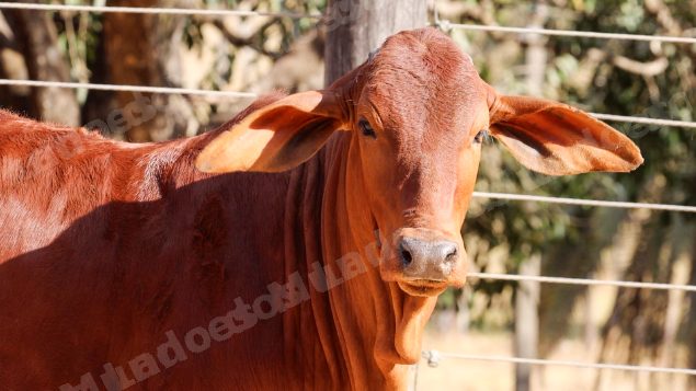 Lote em leilao em Planaltina/GO